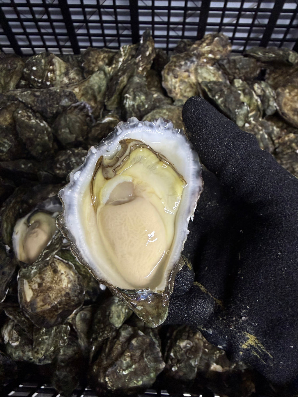 Half shell (open) Sydney Rock Oysters -Per Dozen