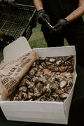 Live (closed) Sydney Rock Oysters - Per Dozen