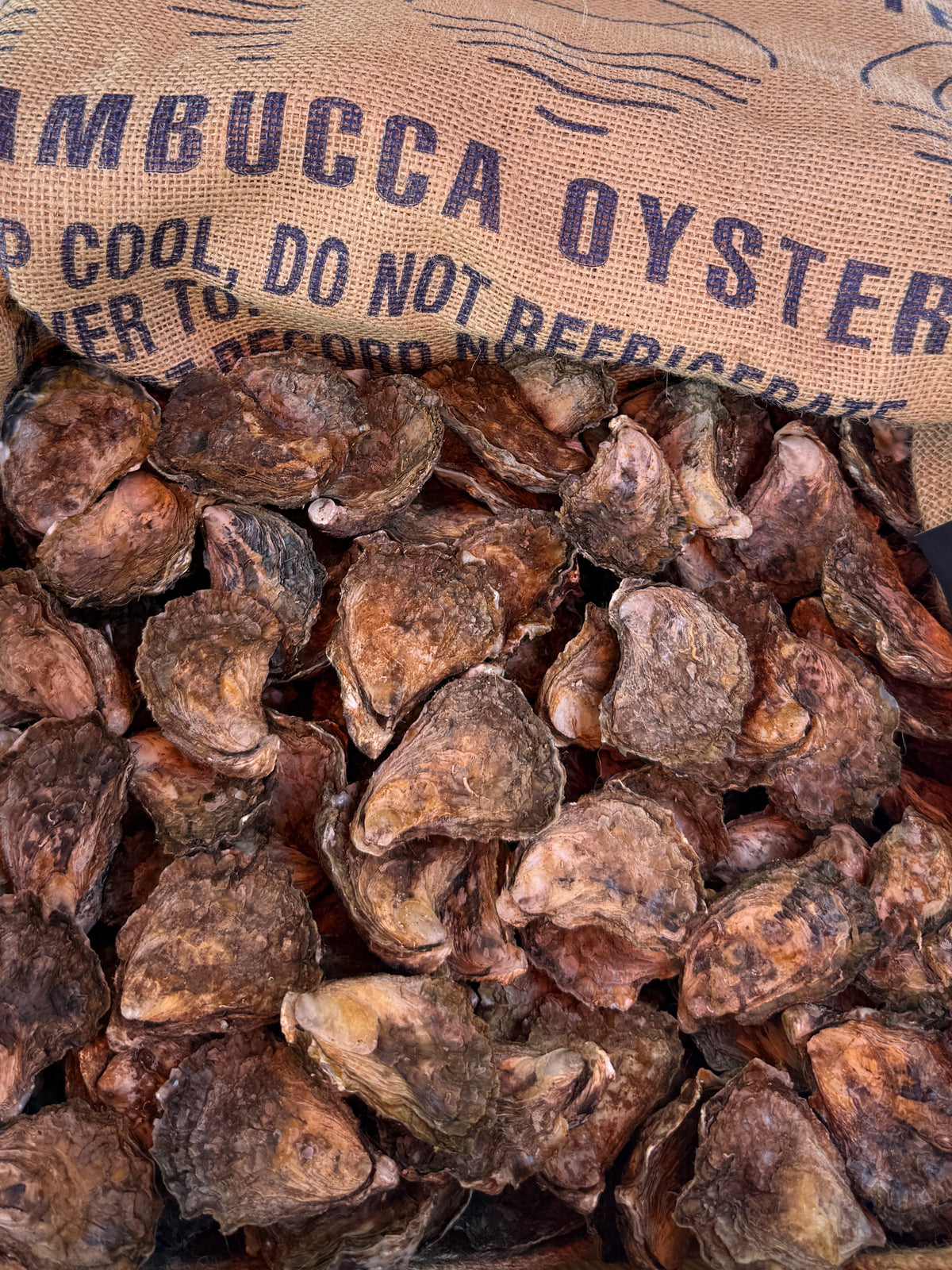 Live (closed) Sydney Rock Oysters - Per Dozen