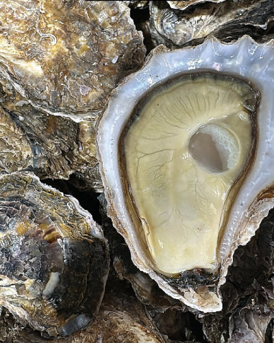 Close-up of an open oyster shell showing the pale yellow-white muscle and gills, surrounded by other raw oyster shells.